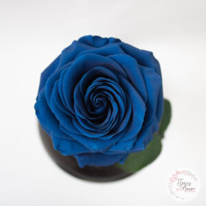 Rosa Preservada Azul