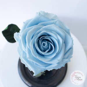 Rosa Preservada Azul Claro