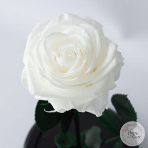 Rosa Preservada Blanca