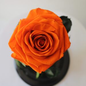 Rosa Preservada Naranja