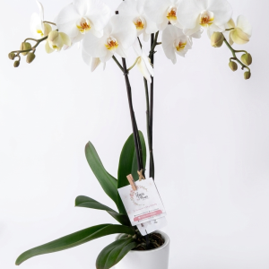 Orquidea de 2 varas